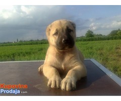 KANGAL - stenci od vrhunskih roditelja