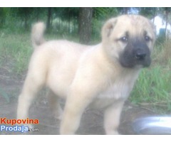 KANGAL - stenci od vrhunskih roditelja - Fotografija 4/4
