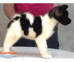 AMERICKE AKITE - kvalitetni stenci