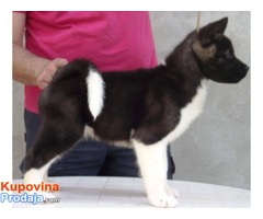 AMERICKE AKITE - kvalitetni stenci - Fotografija 4/7