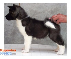 AMERICKE AKITE - kvalitetni stenci - Fotografija 5/7