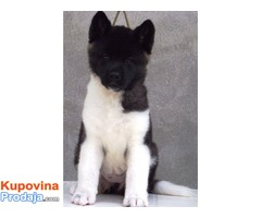 AMERICKE AKITE - kvalitetni stenci - Fotografija 6/7