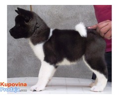 AMERICKE AKITE - kvalitetni stenci - Fotografija 7/7