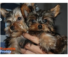 YORKSIRSKI TERIJER stenci od sitnih roditelja