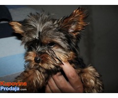 YORKSIRSKI TERIJER stenci od sitnih roditelja