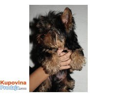 YORKSIRSKI TERIJER stenci od sitnih roditelja - Fotografija 4/5