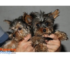 YORKSIRSKI TERIJER stenci od sitnih roditelja - Fotografija 5/5