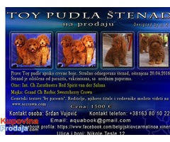 Toy pudla štenad na prodaju