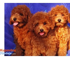 Toy pudla štenad na prodaju