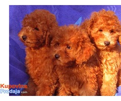 Toy pudla štenad na prodaju