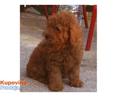 Toy pudla štenad na prodaju - Fotografija 4/5