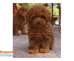 Toy pudla štenad na prodaju - Fotografija 5/5