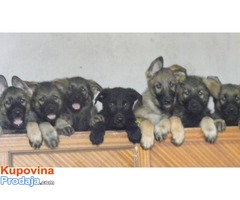 STENCI SIVOG/GVOZDENOG NEMACKOG OVCARA - Fotografija 3/5
