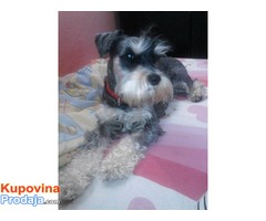 Patuljasti SNAUCERI, crno-srebrni stenci, vrhunskog porekla - Fotografija 4/8