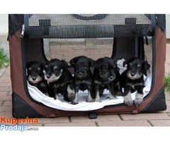 Patuljasti SNAUCERI, crno-srebrni stenci, vrhunskog porekla - Fotografija 5/8