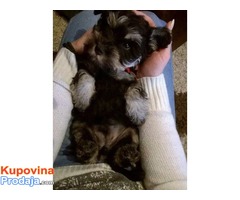 Patuljasti SNAUCERI, crno-srebrni stenci, vrhunskog porekla - Fotografija 7/8