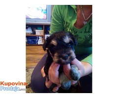 Patuljasti SNAUCERI, crno-srebrni stenci, vrhunskog porekla - Fotografija 8/8