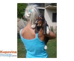 BASET stenci - roditelji izlozbeni psi