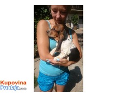 BASET stenci - roditelji izlozbeni psi