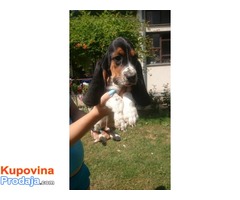 BASET stenci - roditelji izlozbeni psi