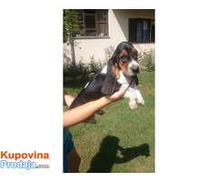 BASET stenci - roditelji izlozbeni psi - Fotografija 4/5