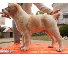 SREDNJEAZIJSKI OVCAR stenci od dobrih roditelja