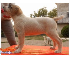 SREDNJEAZIJSKI OVCAR stenci od dobrih roditelja