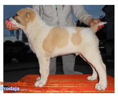 SREDNJEAZIJSKI OVCAR stenci od dobrih roditelja - Fotografija 4/8