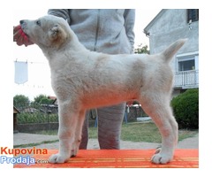 SREDNJEAZIJSKI OVCAR stenci od dobrih roditelja - Fotografija 5/8