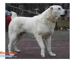 SREDNJEAZIJSKI OVCAR stenci od dobrih roditelja - Fotografija 6/8