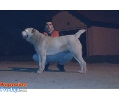 SREDNJEAZIJSKI OVCAR stenci od dobrih roditelja - Fotografija 7/8