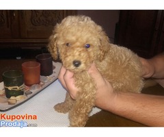 Musko stene TOY PUDLE, tamnoaprikot-crvene boje