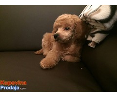 Musko stene TOY PUDLE, tamnoaprikot-crvene boje