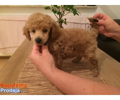 Musko stene TOY PUDLE, tamnoaprikot-crvene boje