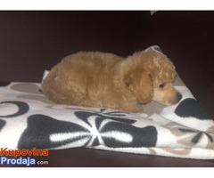 Musko stene TOY PUDLE, tamnoaprikot-crvene boje - Fotografija 4/6