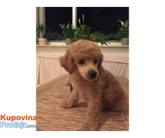 Musko stene TOY PUDLE, tamnoaprikot-crvene boje - Fotografija 6/6