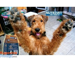 Odgajivacki popusti na hranu za pse - Nutrivet