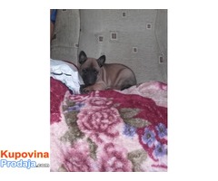 Belgijski ovcar MALINOA - vrhunsko poreklo