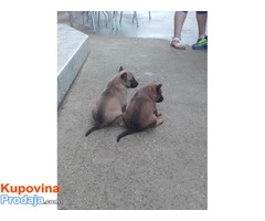 Belgijski ovcar MALINOA - vrhunsko poreklo - Fotografija 4/7