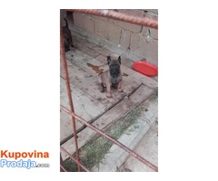 Belgijski ovcar MALINOA - vrhunsko poreklo - Fotografija 5/7