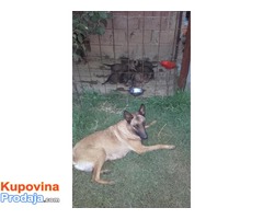 Belgijski ovcar MALINOA - vrhunsko poreklo - Fotografija 6/7