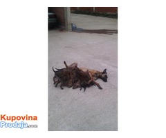 Belgijski ovcar MALINOA - vrhunsko poreklo - Fotografija 7/7