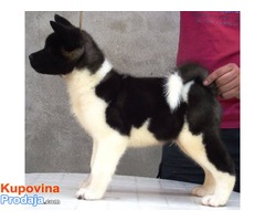 AMERICKE AKITE - stenci odlicnog kvaliteta