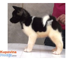 AMERICKE AKITE - stenci odlicnog kvaliteta