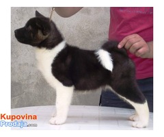 AMERICKE AKITE - stenci odlicnog kvaliteta