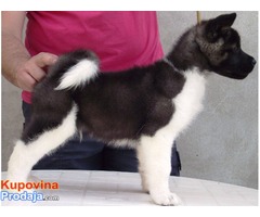 AMERICKE AKITE - stenci odlicnog kvaliteta - Fotografija 4/8