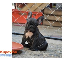 Francuski BULDOG - stenci izlozbenog kvaliteta