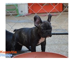 Francuski BULDOG - stenci izlozbenog kvaliteta