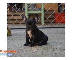 Francuski BULDOG - stenci izlozbenog kvaliteta