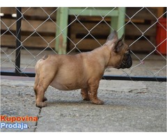 Francuski BULDOG - stenci izlozbenog kvaliteta - Fotografija 4/10